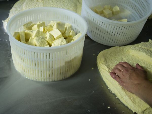 Cut Curd in Basket - Day 2 - Parish Hill