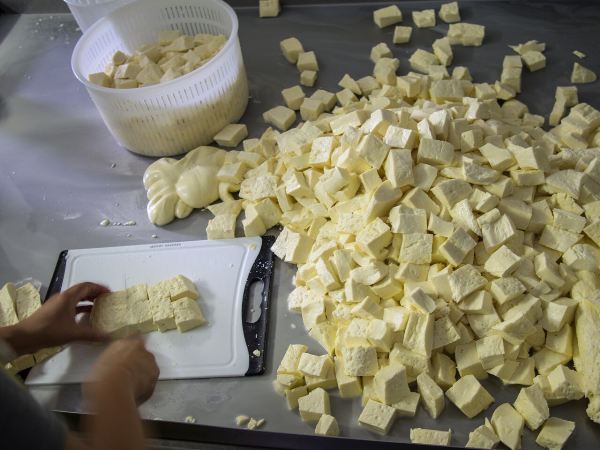 Cut curds and basket - Day 2 - Parish Hill