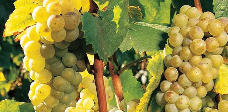 Bunches of Chanin Blanc grapes glisten in the sun.