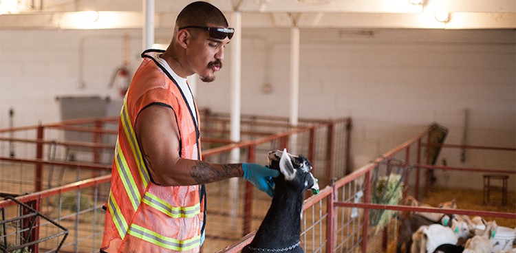 Prisoner in a Colorado State Penitentiary scratches a goat in the prison dairy