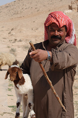Awassi Sheep | culture: the word on cheese