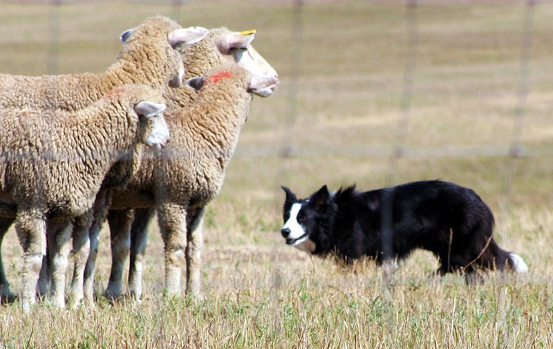 A Border Collie rounds up some sheep in an open pasture.