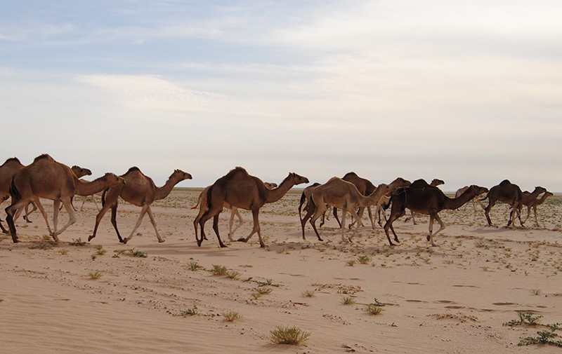 A herd of single-hump, dromedary camels walking across the desert.