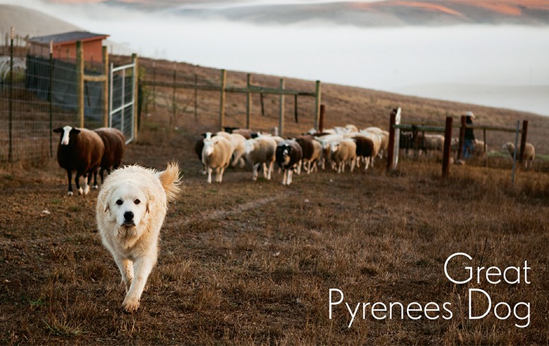 A Great Pyrenees Dog strides away from his flock, which is munching on some hillside grass at sunset.