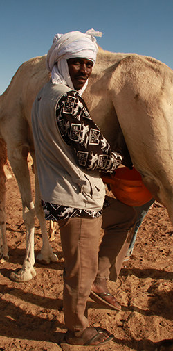A Mauritanian herdsman milks a camel.