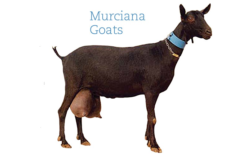 A dark-brown Murciana goat with sizeable udders.