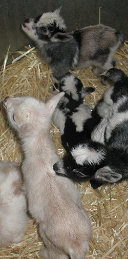 About a half dozen baby Nigerian Dwarf goats lounge around in a hay-strewn box