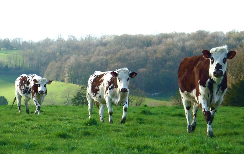 A trio of brown-and-white–spotted cows march in a line up a grassy knoll.