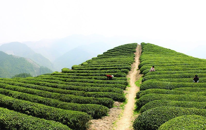 A trio of harvesters ply the rows of tea trees on a misty mountainside.