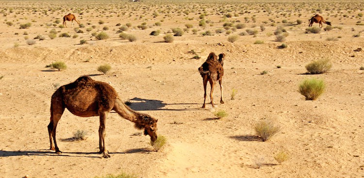 camels grazing on scrub land