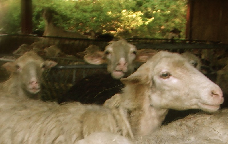 A group of Pecora Sarda sheep huddle together in a barn.