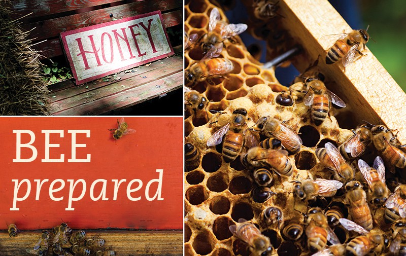 A triptych of images: bees swarming over a honey comb; a wooden sign with the word HONEY leaning on a bench; some bees explore a red wall.