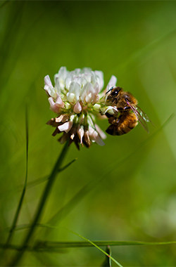 A bee forages for pollen on a clover.
