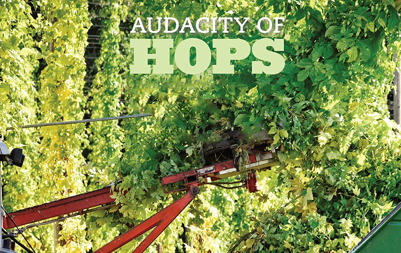 A machine harvests masses of leafy hops.
