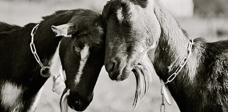 Two American alpine goats nuzzle one another and butt heads in this black and white image