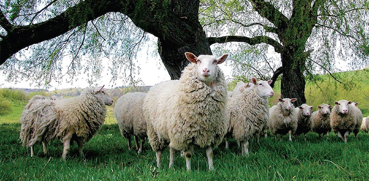 A small herd of Friesian sheep stand sheltered beneath a drooping tree in a lush meadow.
