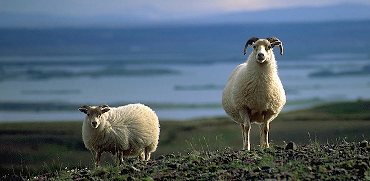 Two Icelandic sheep grazing on a hill with water in the background