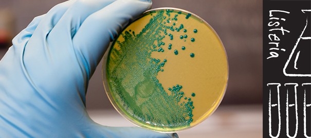 A plastic-gloved researcher holds up a petri dish of Listeria bacteria