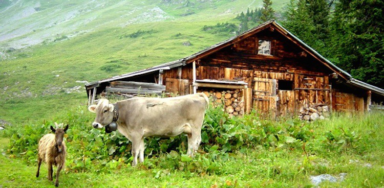 Image of a farm house on an Alpine mountain with a cow and a goat in front