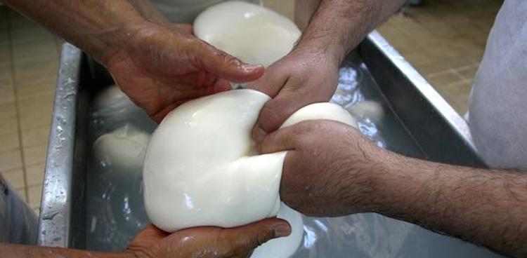 Hands stretch fresh mozzarella in a tank of warm water