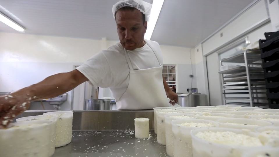 cheesemaker lou callahan sorts through molds filled with cheese curd