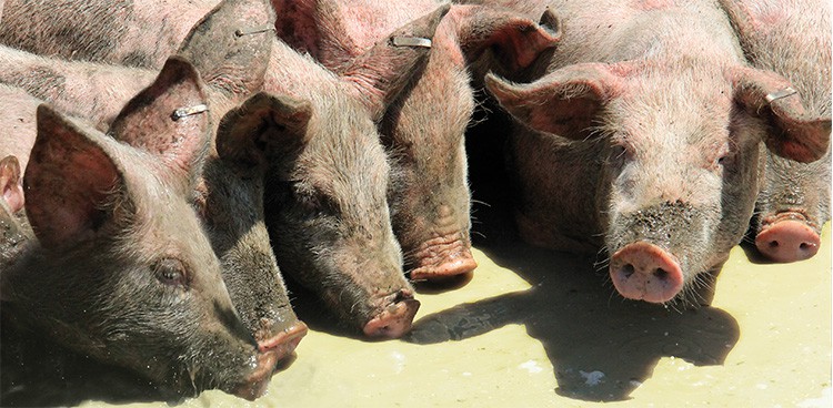 Whey-fed pigs at Jasper hill Farm