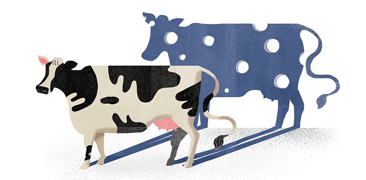 Illustration of a cow casting a Swiss-cheese-holed shadow