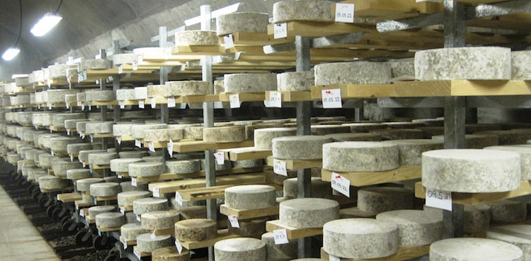 Cheese wheels aging on wooden boards in a cheese cave, each labeled with the date they were made