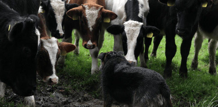 cows greeting a dog