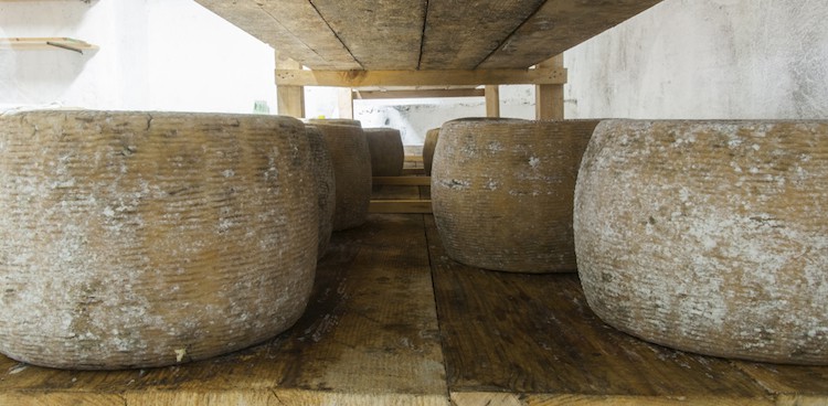 Pecorino di Filiano aging on wooden boards in Italy