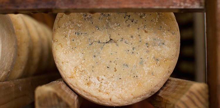 Point Reyes Bay Blue cheese on wood aging rack