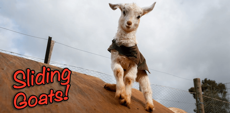 Happy goat on slide