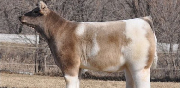 Fluffy cow groomed for a cattle show