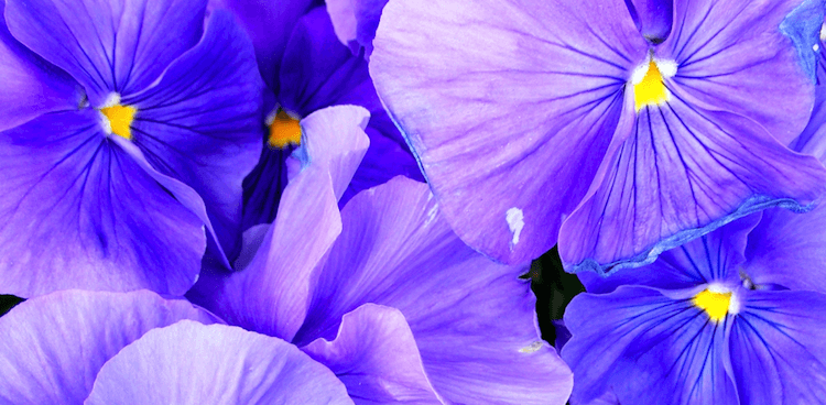 Purple pansies