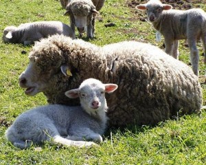 Sopravissana sheep, from the Latium (Lazio) region of Italy | Photo Credit: Image courtesy of www.agraria.org