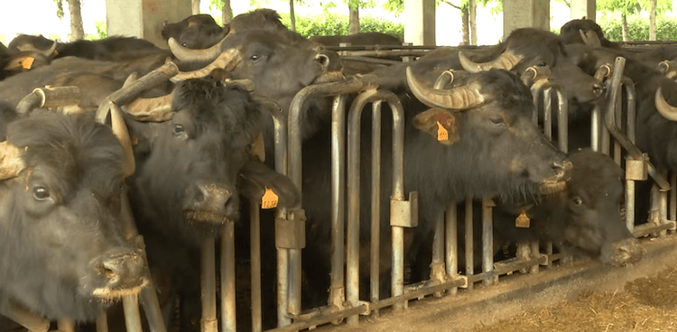Buffalo at Quattro Portoni farm in Lombardy, Italy where buffalo milk cheeses are produced