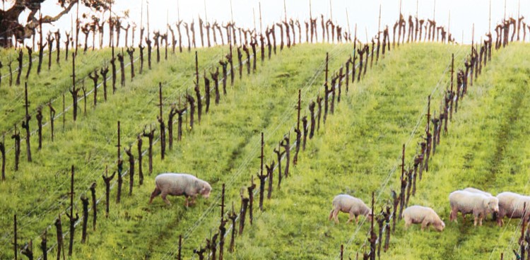 sheep trimming the grass between rows of grape vines on a biodynamic farm