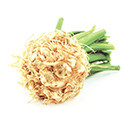 The bulb of celeriac, also known as celery root