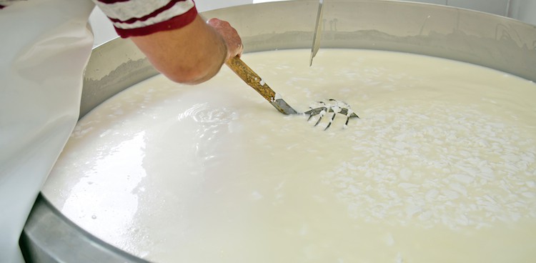 Cheesemaker stirring curds and whey in a cheesemaking vat