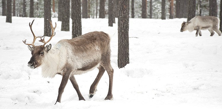 a reindeer in the snowy woods; these animals are surprisingly good milk producers