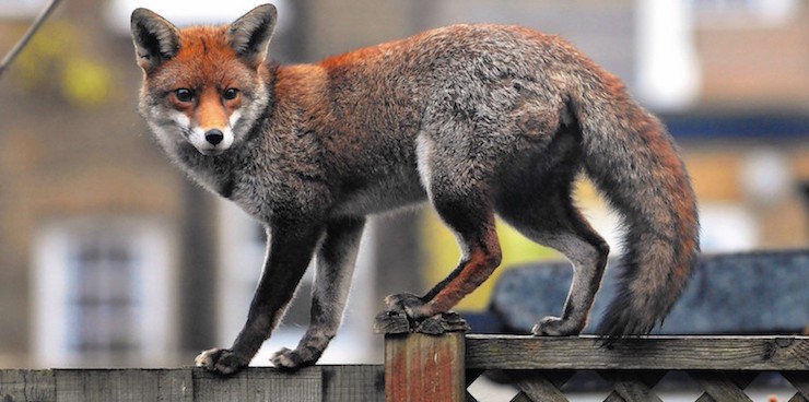 Red fox in London, England