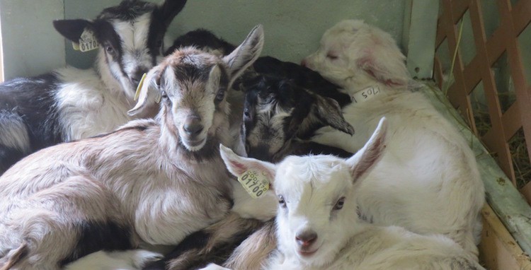baby goats laurel miller avalanche cheese company edible aspen