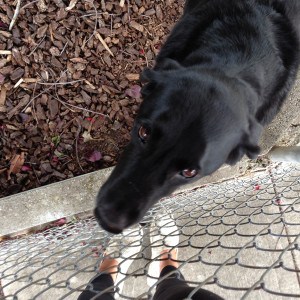 Black lab dog named Sally