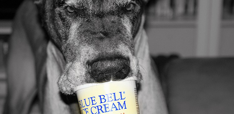 Dog eating blue bell ice cream out of carton