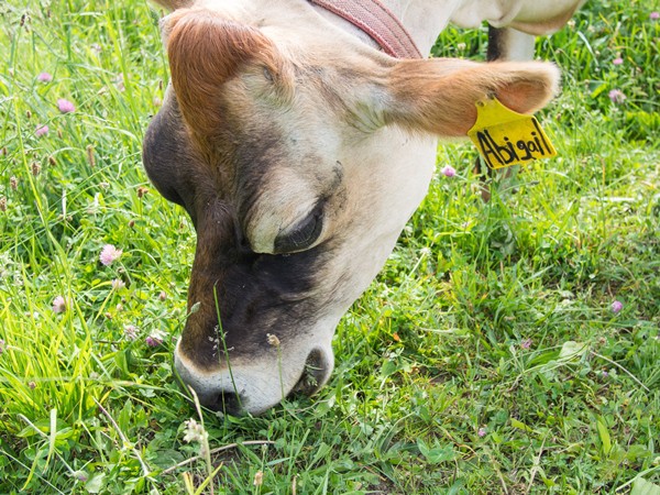 Cow eating grass