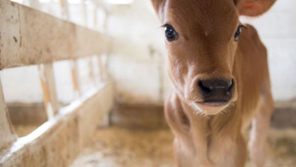 baby cow - elm lea farm parish hill