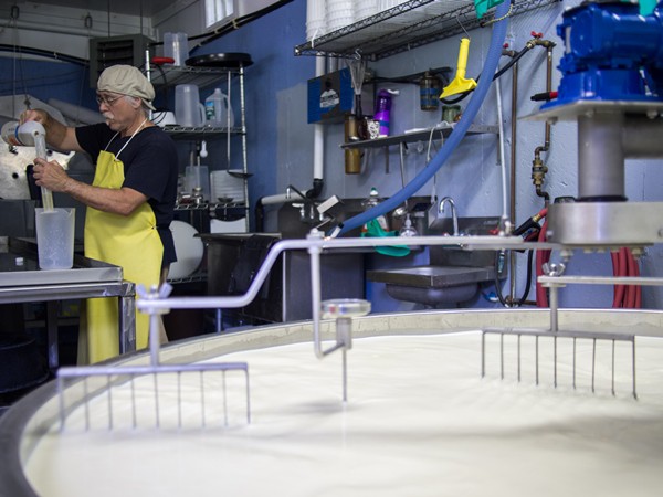 rennet and mixing curd in a vat