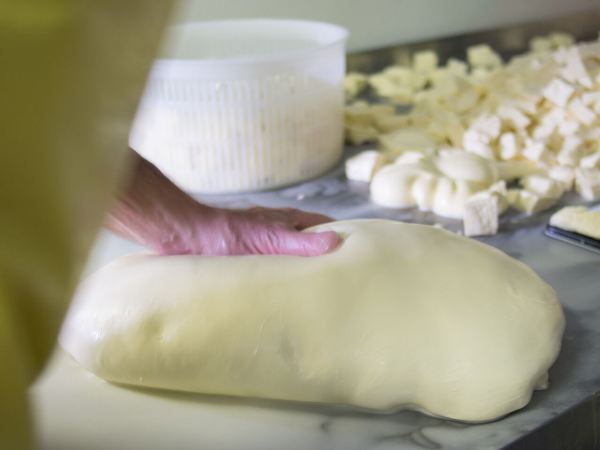 Curd stretching and kneading - Day 2 - Parish Hill