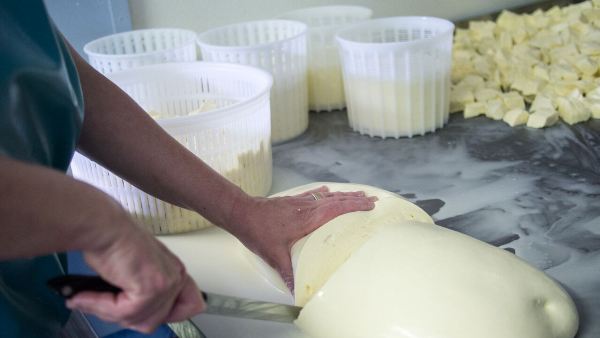 Cutting loaf curd - Day 2 - Parish Hill