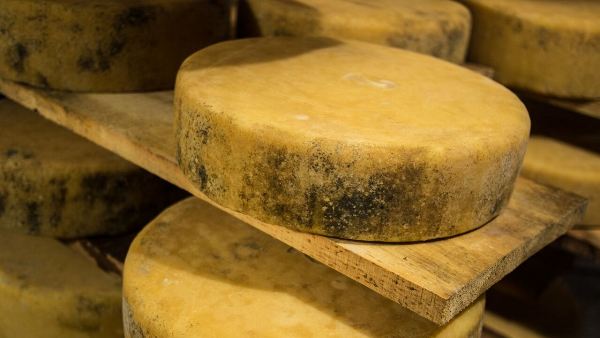 Aging cheese wheel in cave - Parish Hill